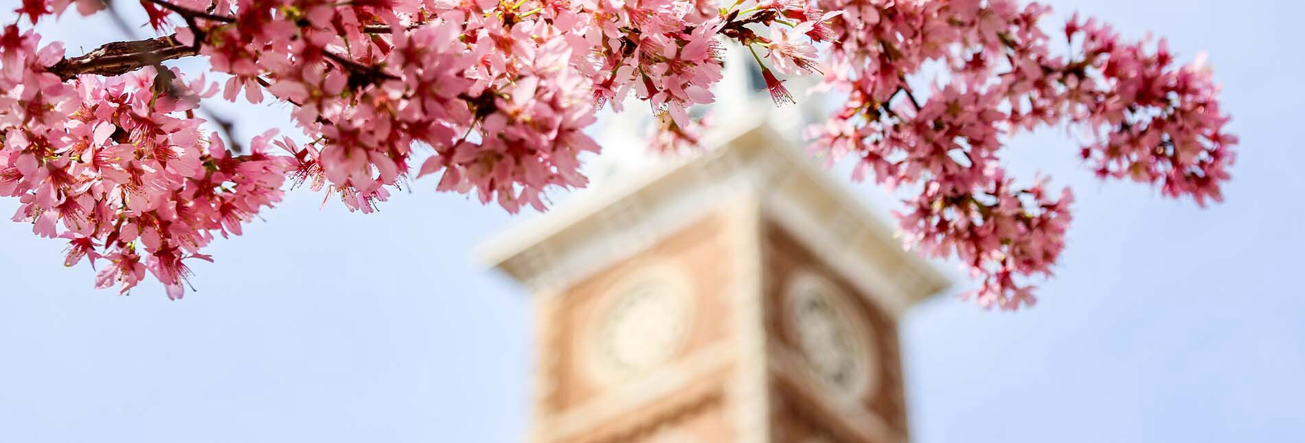 Flowers on Old Main lawn