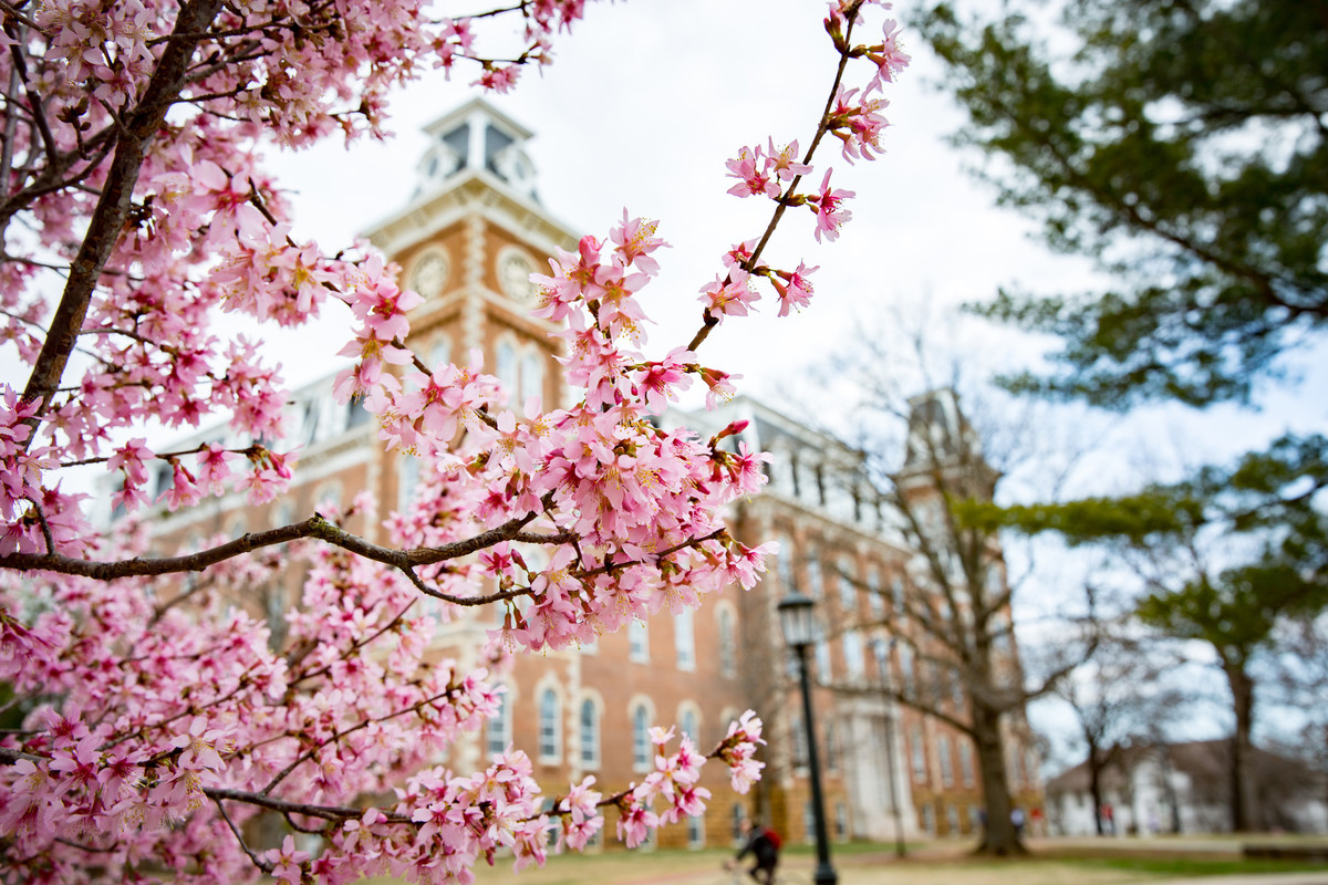 Old Main in the spring with blossoms.